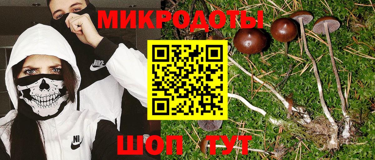 Галлюциногенные грибы Psilocybe Нововоронеж